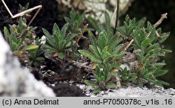 Draba siliquosa (głodek karyntyjski)