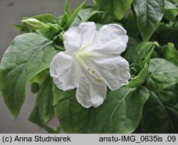 Mirabilis jalapa (dziwaczek Jalapa)