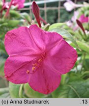 Mirabilis jalapa (dziwaczek Jalapa)