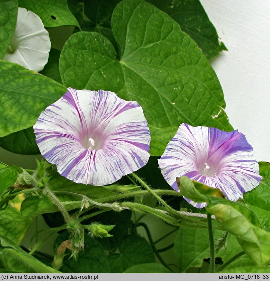 Ipomoea purpurea Arlekin