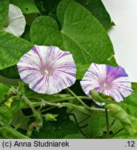 Ipomoea purpurea Arlekin