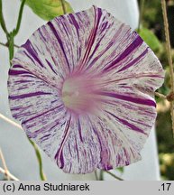 Ipomoea purpurea Arlekin