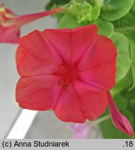 Mirabilis jalapa (dziwaczek Jalapa)