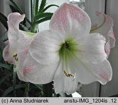 Hippeastrum (amarylis (ogr.))