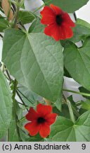 Thunbergia alata (tunbergia oskrzydlona)