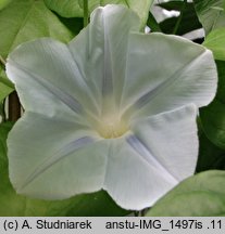 Ipomoea tricolor (wilec trójbarwny)