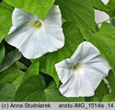 Ipomoea tricolor (wilec trójbarwny)