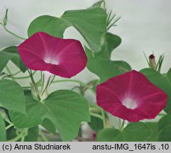 Ipomoea nil