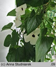 Thunbergia alata (tunbergia oskrzydlona)