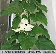 Thunbergia alata (tunbergia oskrzydlona)