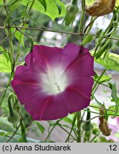 Ipomoea purpurea Split Personality