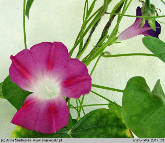 Ipomoea purpurea Split Personality