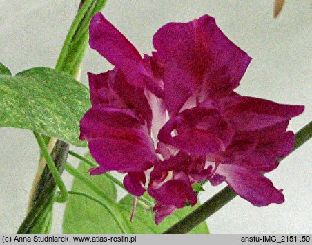 Ipomoea purpurea Reffles