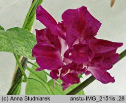 Ipomoea purpurea Reffles