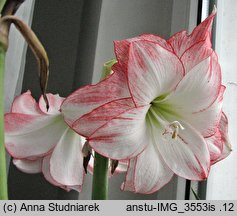 Hippeastrum (amarylis (ogr.))