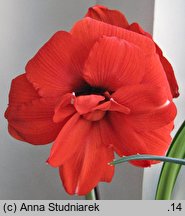 Hippeastrum (amarylis (ogr.))