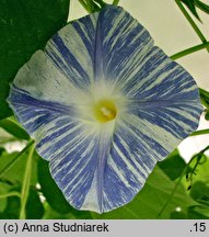 Ipomoea tricolor (wilec trójbarwny)