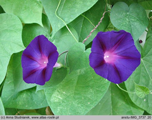 Ipomoea purpurea Grandpa Otts