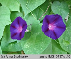 Ipomoea purpurea Grandpa Otts