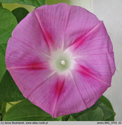 Ipomoea purpurea Crimson Rambler