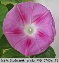 Ipomoea purpurea Crimson Rambler