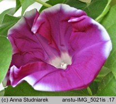 Ipomoea nil