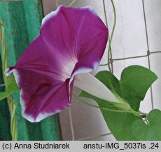 Ipomoea nil