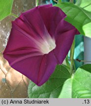 Ipomoea nil