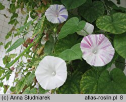 Ipomoea purpurea Arlekin