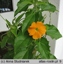 Thunbergia alata (tunbergia oskrzydlona)