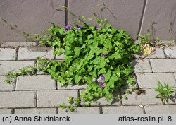 Maurandya scandens (azaryna pnąca)