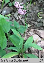 Lilium martagon (lilia złotogłów)