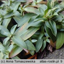 Gentiana clusii (goryczka krótkołodygowa)