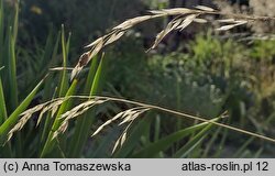 Helictotrichon sempervirens (owsica wieczniezielona)