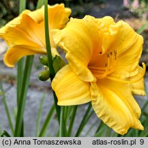 Hemerocallis ×hybrida Stella de Oro