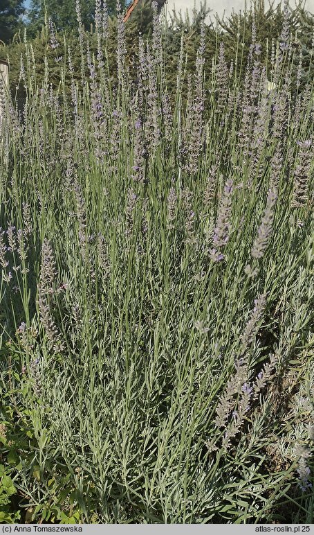 Lavandula ×intermedia (lawenda pośrednia)