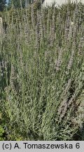 Lavandula ×intermedia (lawenda pośrednia)