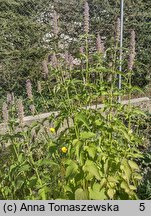 Agastache mexicana (kłosowiec meksykański)