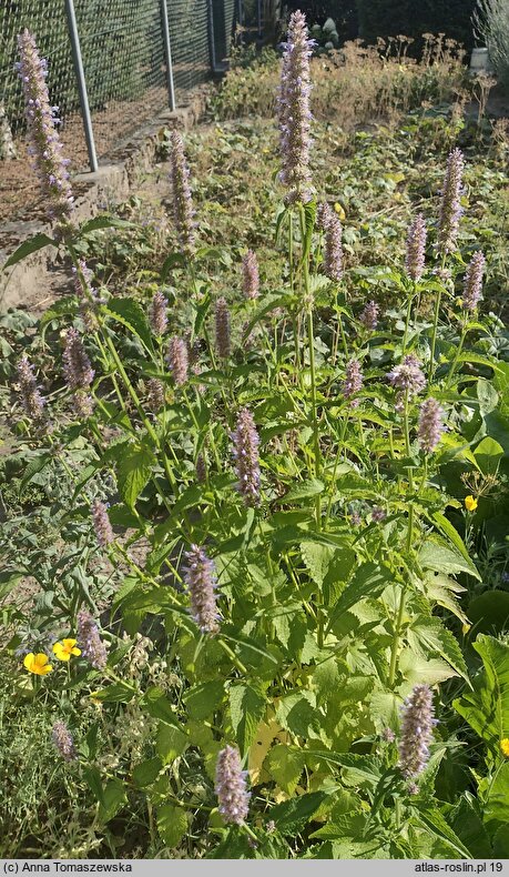 Agastache mexicana (kłosowiec meksykański)