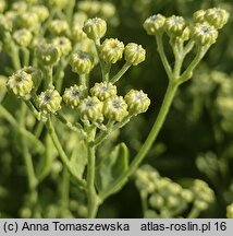 Tanacetum balsamita (wrotycz balsamiczny)