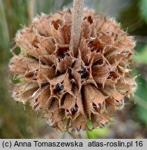 Phlomis russeliana (żeleźniak żółty)