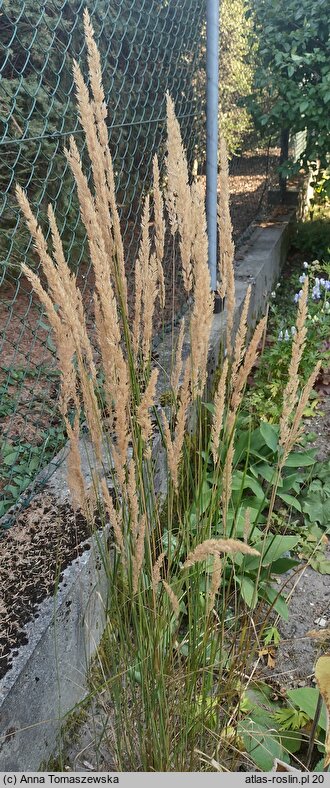 Calamagrostis ×acutiflora (trzcinnik ostrokwiatowy)