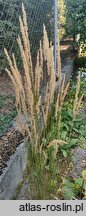 Calamagrostis ×acutiflora (trzcinnik ostrokwiatowy)