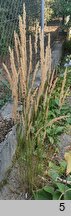 Calamagrostis ×acutiflora (trzcinnik ostrokwiatowy)