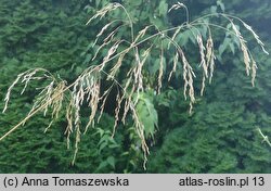 Deschampsia cespitosa (śmiałek darniowy)