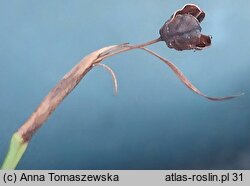 Sisyrinchium bermudiana (miecznica wąskolistna)