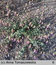 Origanum rotundifolium (lebiodka okrągłolistna)