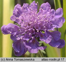 Scabiosa columbaria (driakiew gołębia)