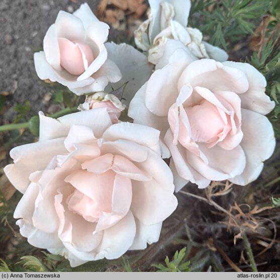 Rosa hort. New Dawn