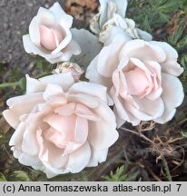 Rosa hort. New Dawn